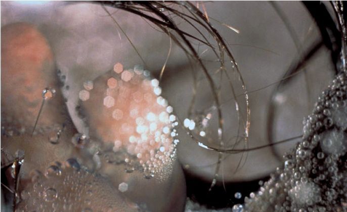 La Grand Syrte (serie: Bubbling)